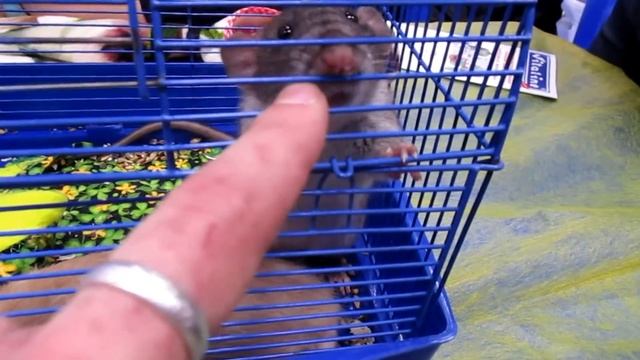 Выставка грызунов | Усатые Звезды. 02.12.17 (Fancy Rats | Декоративные крысы) смотреть онлайн