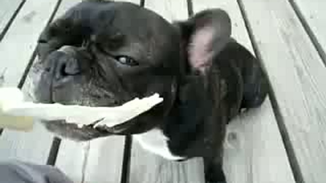 Французский бульдог обожает овощи / www.kengarags.ru смотреть онлайн