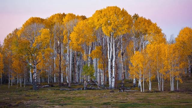Картинка осень. США, деревья, березы, лес, Юта | Gambar usum gugur. AS, tatangkalan, gugur, Birch смотреть онлайн
