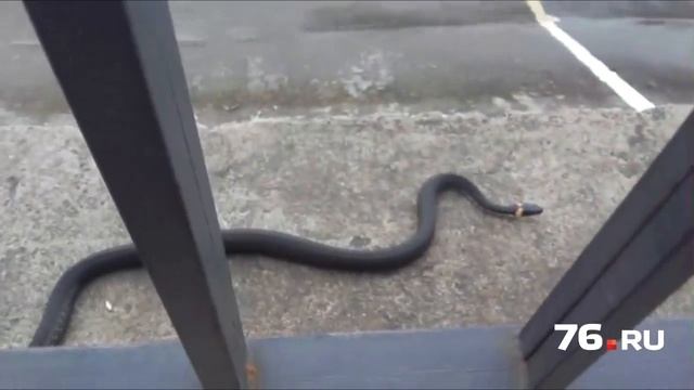 Гигантский уж приполз к людям смотреть онлайн