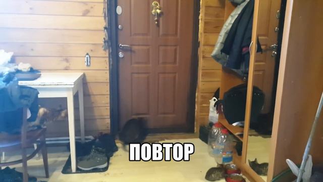 Кошки !!! Побег из дома. смотреть онлайн