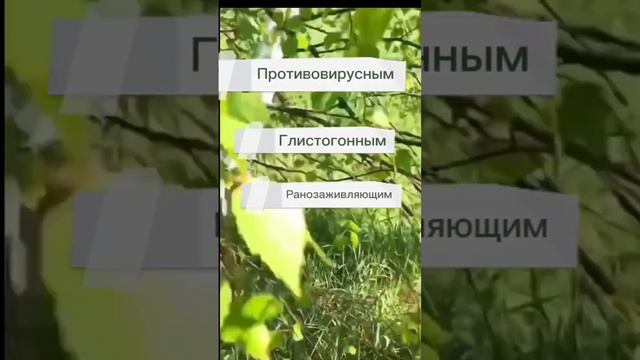 ? Листья берёзы , полезные свойства смотреть онлайн