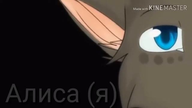 Мой класс в виде котов воителей смотреть онлайн