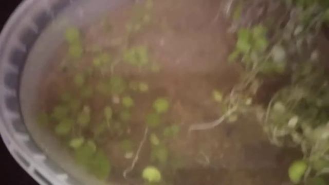 Выращивание аквариумных растений из семян часть 2 смотреть онлайн