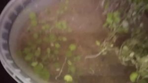 Выращивание аквариумных растений из семян часть 2