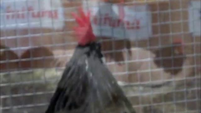 Lakenfelder, Lipsiaschau 2015, Lakenvelder chicken смотреть онлайн