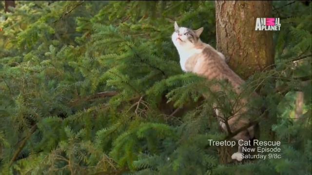 Animal Planet HD US - Adverts June 2015 [King Of TV Sat]