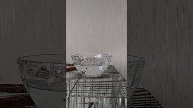 Parakeet Bath. Волнистый попугайчик купается.