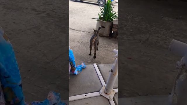 Гроза квартала) (смешные животные) смотреть онлайн