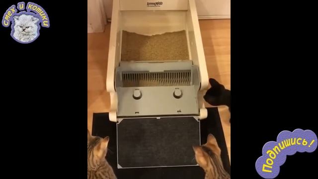 Коты И Автоматический Туалет смотреть онлайн