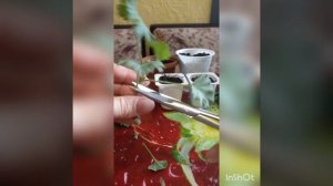 Королевская герань.Обрезка,укоренение в феврале!!!