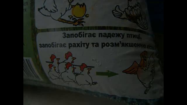 Ракушка для волнистых попугайчиков смотреть онлайн