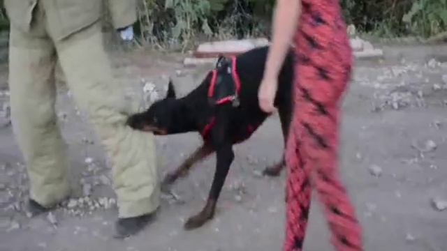 Защита собакой хозяина, при нападении. смотреть онлайн