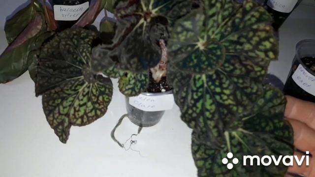 КОМНАТНЫЕ РАСТЕНИЯ(ЦВЕТЫ).ПОСЫЛКИ С НОВИНОЧКАМИ. смотреть онлайн