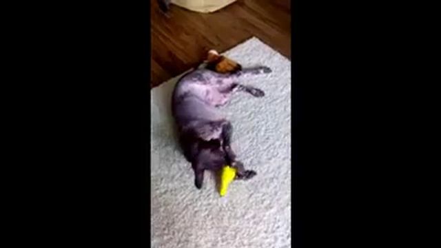 Яша, помет №1