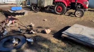 Содержание и уход крупно рогатого скота и птицы. Домашнее хозяйство.