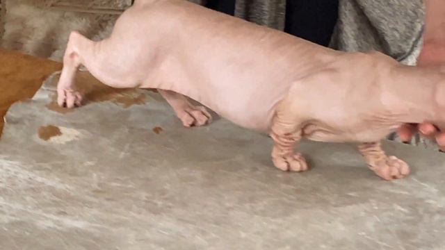 Bambino Cat Raça de gato com patas curtinhas derivado do munchkin e do gato sphynx смотреть онлайн