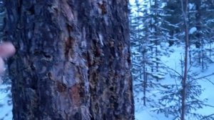 Собираю кору сосны