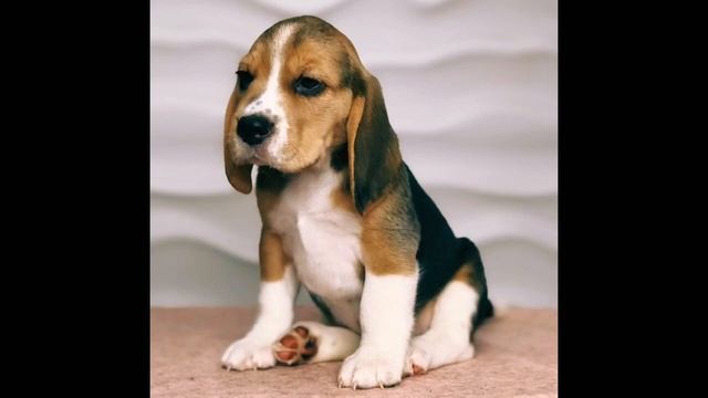 Бигль Бисквит ❣️ щенок бигля 2 месяца смотреть онлайн