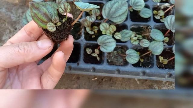 Peperomia Piccolo Banda/Updates on my leaf propagation/Monsoon rains of August 2021 смотреть онлайн