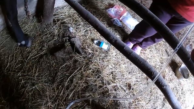 Стал "желудок" у коровы. Как я лечил ее смотреть онлайн