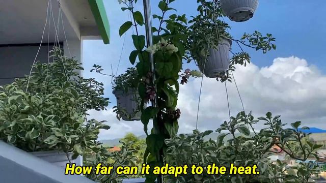5 TIPS MERAWAT TANAMAN HIAS AGAR SUBUR | 5 TIPS FOR CARING ORNAMENTAL PLANTS TO BE FERTILE смотреть онлайн