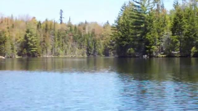 ***OSPRY*** Can you identify this bird nest? Adirondack NY смотреть онлайн