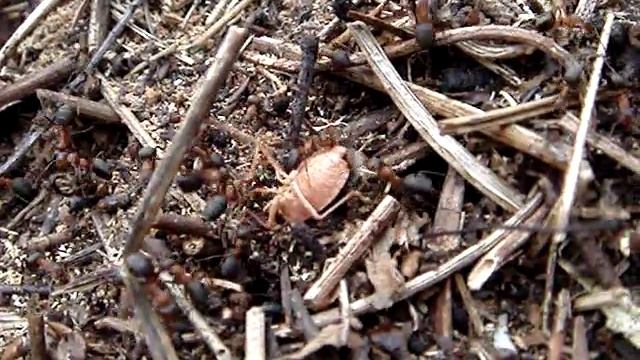 Ants Catch Bug | Муравьи поймали клопа