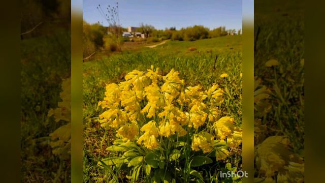 Черемуха (автор исполнитель Елена Крук) смотреть онлайн