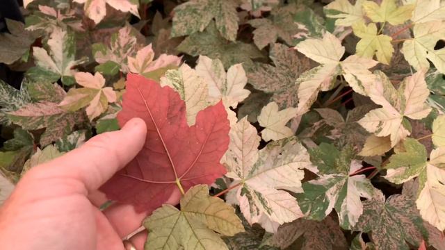 ESK SUNSET ESKIMO SUNSET MAPLE