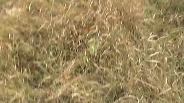 Стих про охоту смотреть онлайн