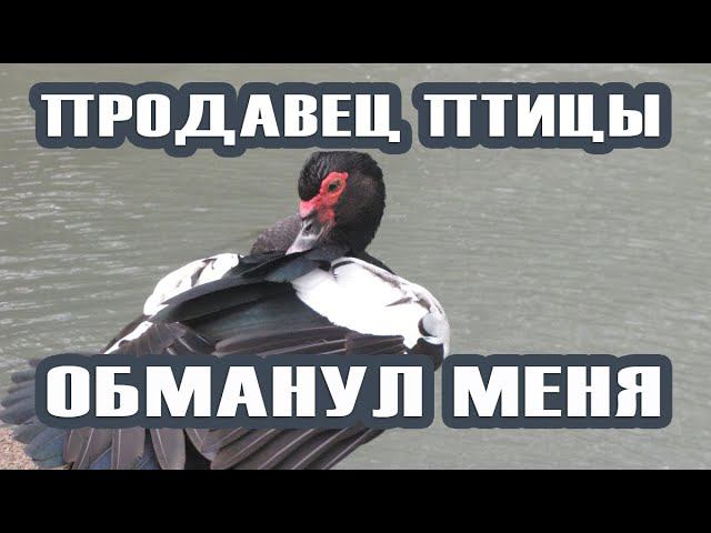 КАК МЕНЯ КИНУЛИ. ОБМАН ПРИ ПРОДАЖЕ ПТИЦЫ. НЕ ДАЙТЕ СЕБЯ ОБМАНУТЬ! смотреть онлайн