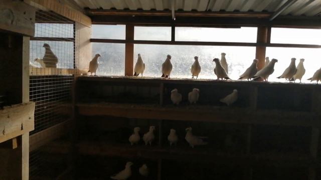 🕊️// ПИТОМНИК БОЙНЫХ ГОЛУБЕЙ И НЕ ТОЛЬКО //🕊️ АШОТ. СТ. ЕГОРЛЫКСКАЯ. 24.01.20. смотреть онлайн