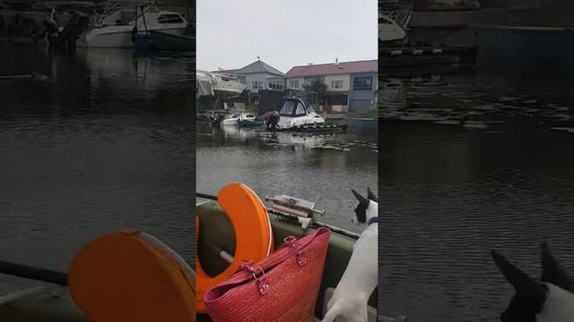 Той-фокстерьеры Прада и Милка на лодке смотреть онлайн