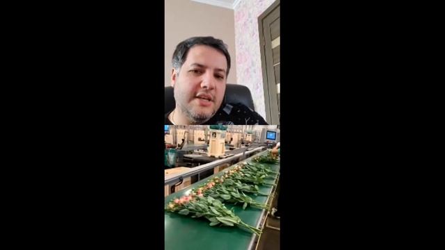 Как вытаращивают эустому (лизиантус) в Голландии, Прямой эфир - Lugt Lisianthus. смотреть онлайн