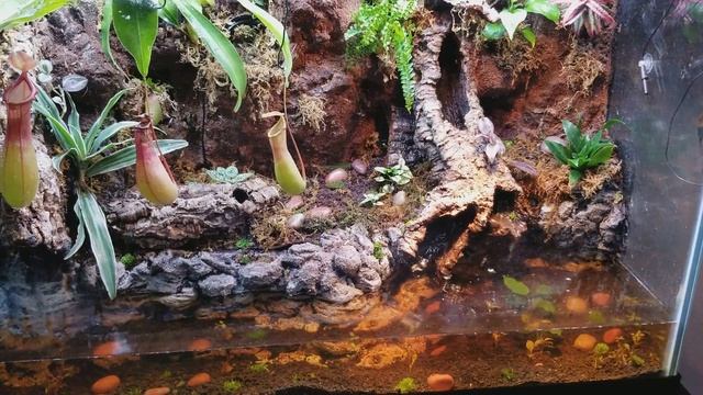 60 gallon red eyed crocodile skink vivarium! смотреть онлайн