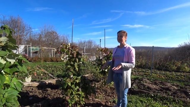 Малина без шпалеры. Обрезка ремонтантной малины осенью. Краснодарский край. смотреть онлайн
