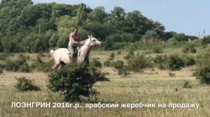 Продажа лошадей арабской породы конефермы Эквилайн, тел., WhatsApp +79883400208 (ЛОЭНГРИН 2016г.р.)