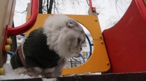 ЭКСТРЕМАЛЬНЫЕ прятки НА УЛИЦЕ с котами и собакой! С котом вход разрешён!