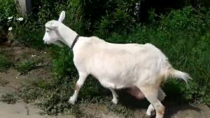 Коза с большим выменем