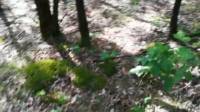 На новом мотоблоке за грибами смотреть онлайн