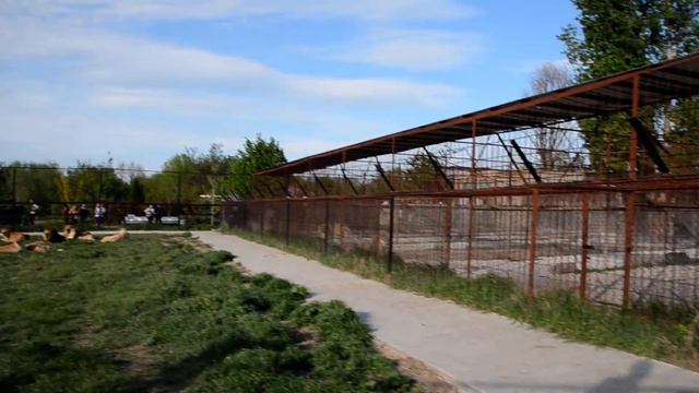 Лев Филя сопровождает нашу машинку по Саванне ! смотреть онлайн