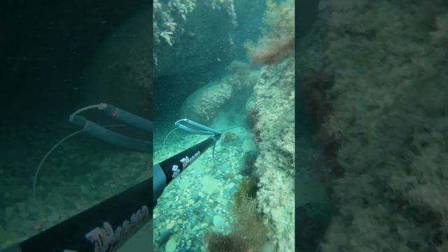 Бычок бедолага) #подводнаяохота #черноеморе #крымялта #fishing #blacksea смотреть онлайн