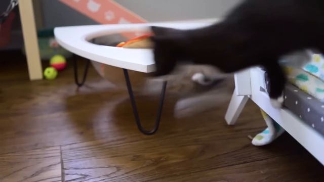 How to STOP Kittens From Biting You (6 Tips!) смотреть онлайн