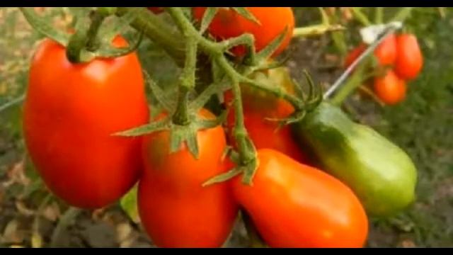 Как получить максимальный урожай томатов. Сад и огород выпуск 224 смотреть онлайн