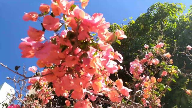 BOUGAINVILLEA NA PRAÇA смотреть онлайн
