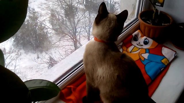 Тайский кот Семён первый раз увидел снег