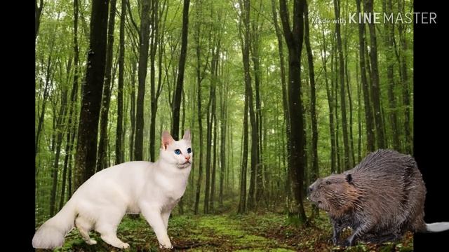Кот по имени чайник #1 смотреть онлайн