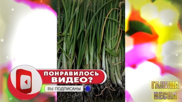 Огород возле дома. Идея на миллион!!! смотреть онлайн