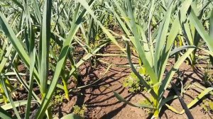 Как работать гербицидом без вреда для чеснока?